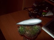 100_7237.jpg