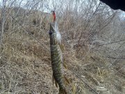 01042012299н.JPG