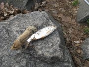 IMG_4375.jpg