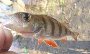 IMG_25-04-2012_175312.jpg