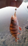 IMG_27-04-2012_055827.jpg