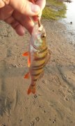 IMG_27-04-2012_062336.jpg