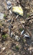 IMG_27-04-2012_085325.jpg