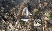 IMG_27-04-2012_085337.jpg
