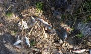 IMG_27-04-2012_085348.jpg