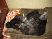 IMG_7185.JPG