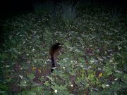 PIC_0044.jpg