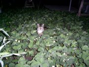 PIC_0047.jpg