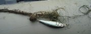 DSC07106.JPG