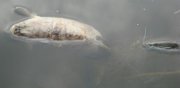 DSC07111.JPG
