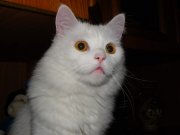 IMGP0916.jpg