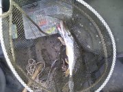 IMG_20110818_065120.jpg