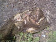 Photo1082.jpg