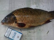 IMG_20120623_104042.jpg