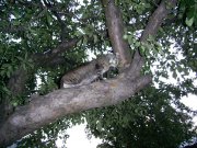 Коты-2.jpg