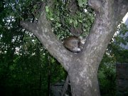 Коты-3.jpg