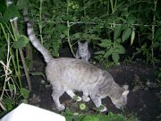 Коты-4.jpg
