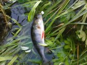 DSC01126.jpg