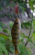 IMG_9374.jpg