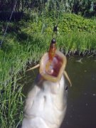 carp1.jpg