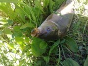 carp2.jpg