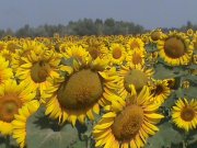 DSC00056.JPG