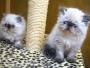 IMG_6939ь.JPG