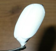 DSCN9558.jpg