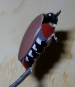 DSCN9564.jpg