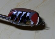 DSCN9567.jpg