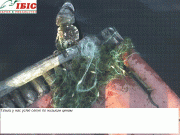 29-03-07_1657.GIF