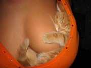 Cat.jpg