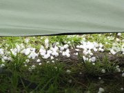 IMG_0251.jpg