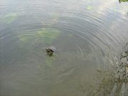 IMG_1010.JPG