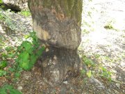 IMG_1016.JPG
