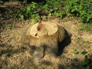 IMG_1015.JPG