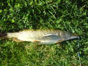 DSC00369.JPG