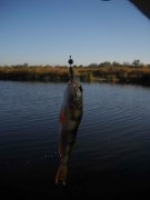 perch1 copy.jpg