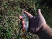 perch2 copy.jpg