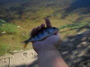 perch3 copy.jpg