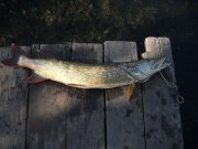 pike1 copy.jpg