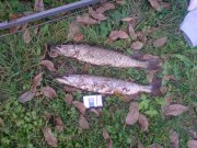 DSC00959.JPG