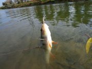 DSC00250.JPG