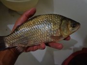 DSC00262.JPG