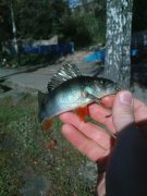 DSC01232.JPG