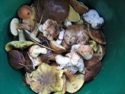 IMG_1071.JPG