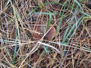IMG_1068.JPG