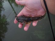 Goby_rprt.jpg