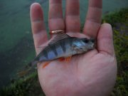 perch1_rprt.jpg