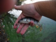 perch2_rprt.jpg